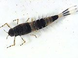 ameletid mayfly