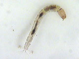 midge larva