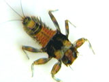spiny crawler mayfly