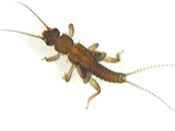 little brown stonefly