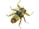 spiny crawler mayfly